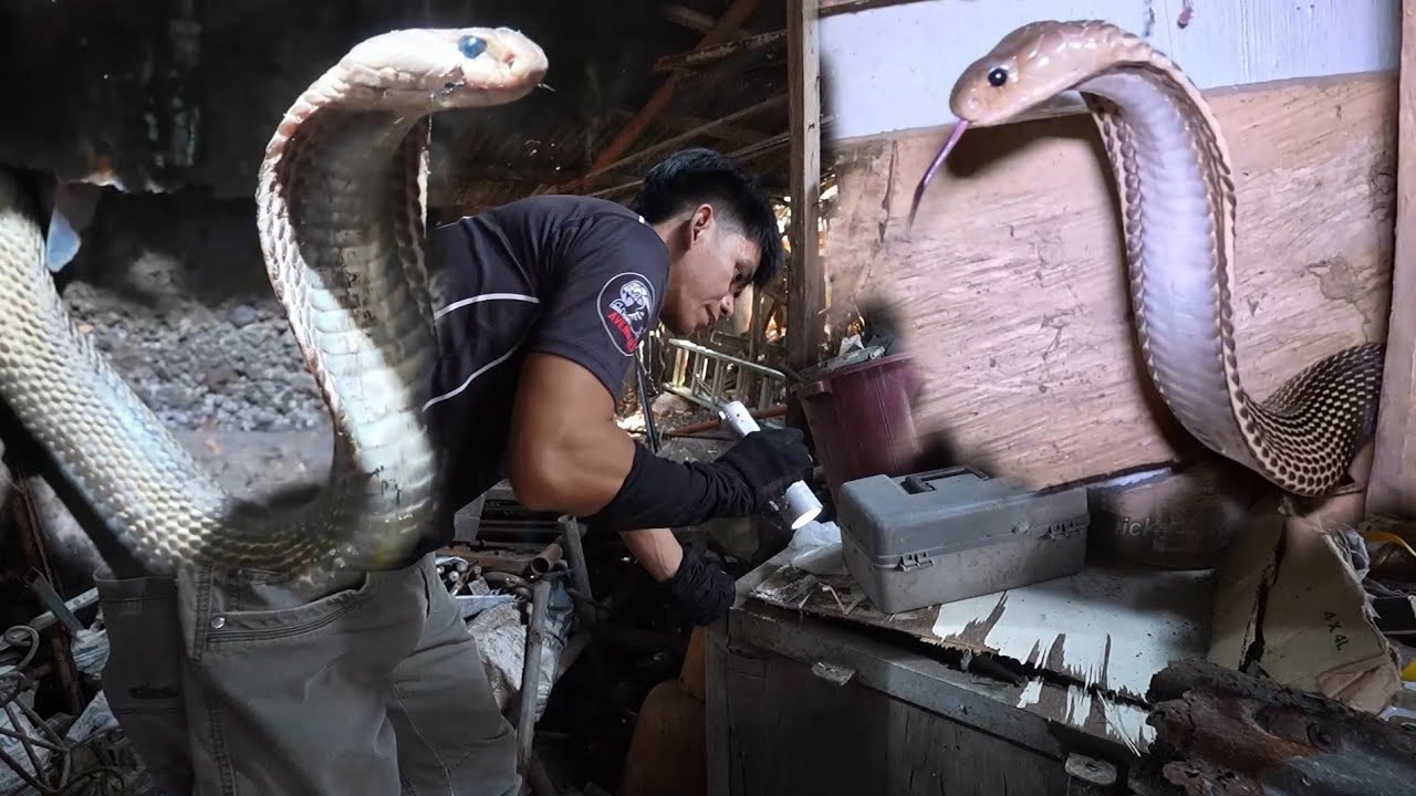 MAG ASAWANG COBRA  GALING SA KWARTO