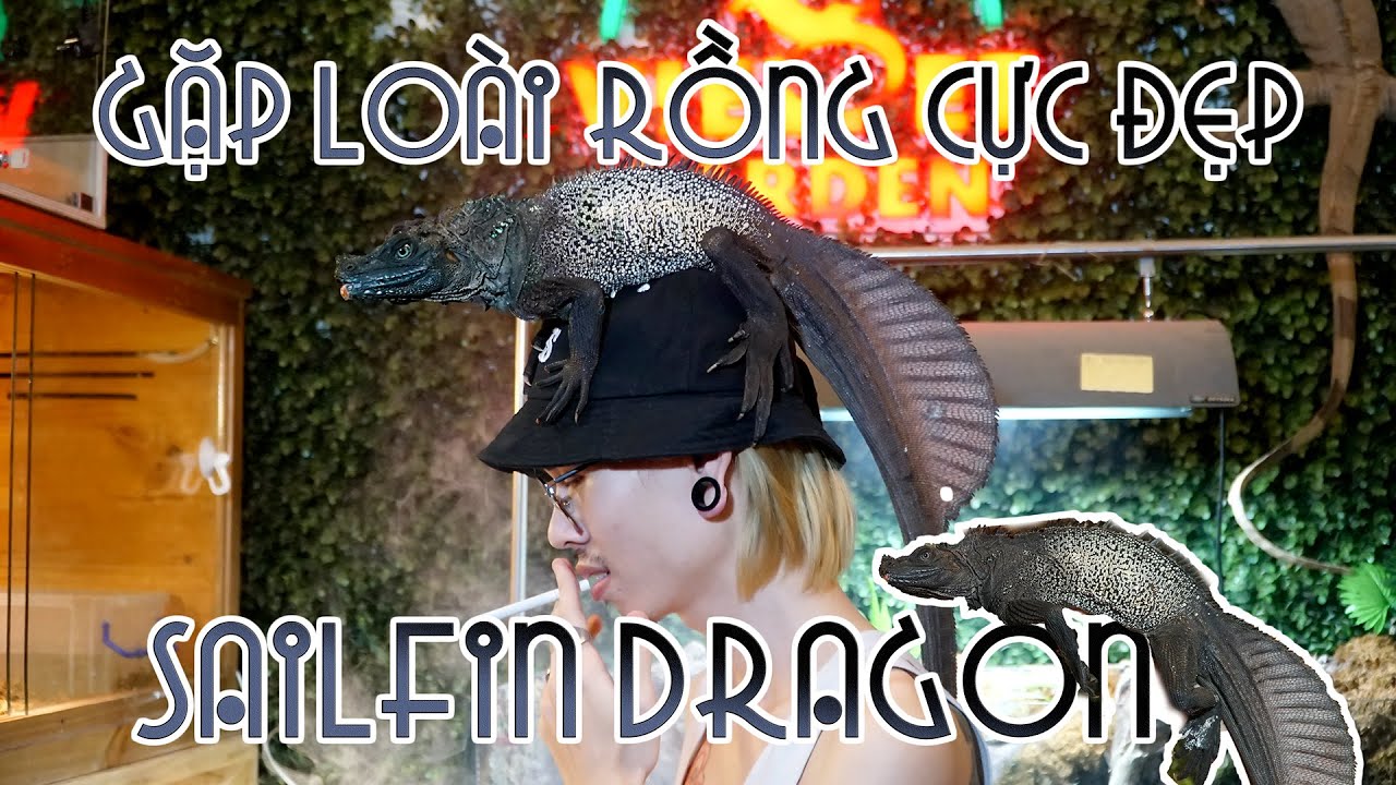 Loài rồng siêu khủng đẹp không tưởng - SAILFIN DRAGON | WILDVN TV