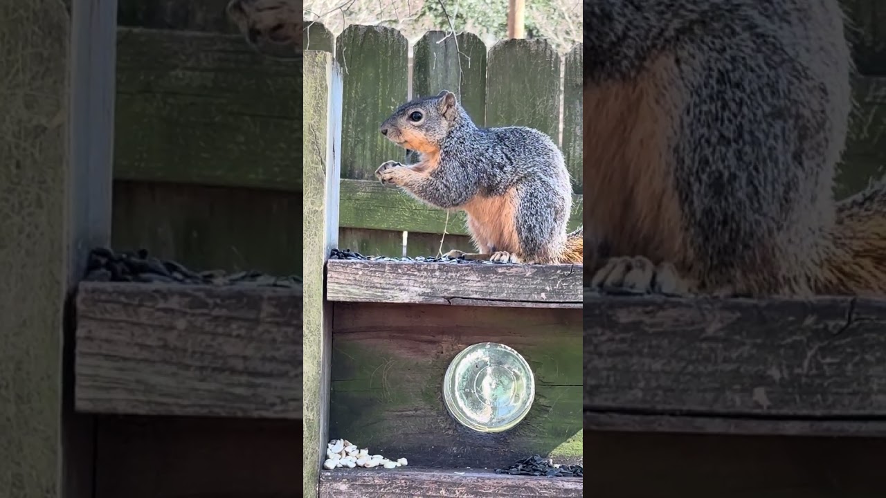 Squirrels' Afternoon Snack 2.5.26 #squirrelwatching #squirrelantics #cattv