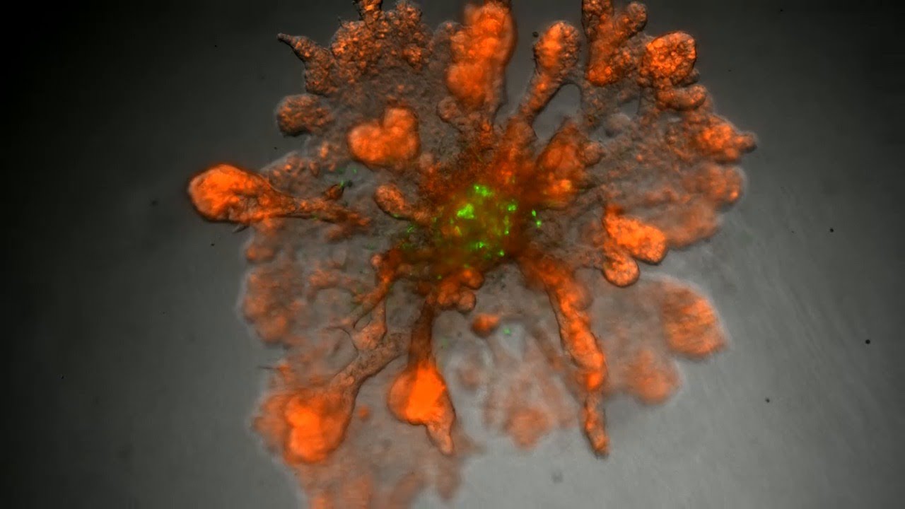 3D Cell Models - Stem Cells