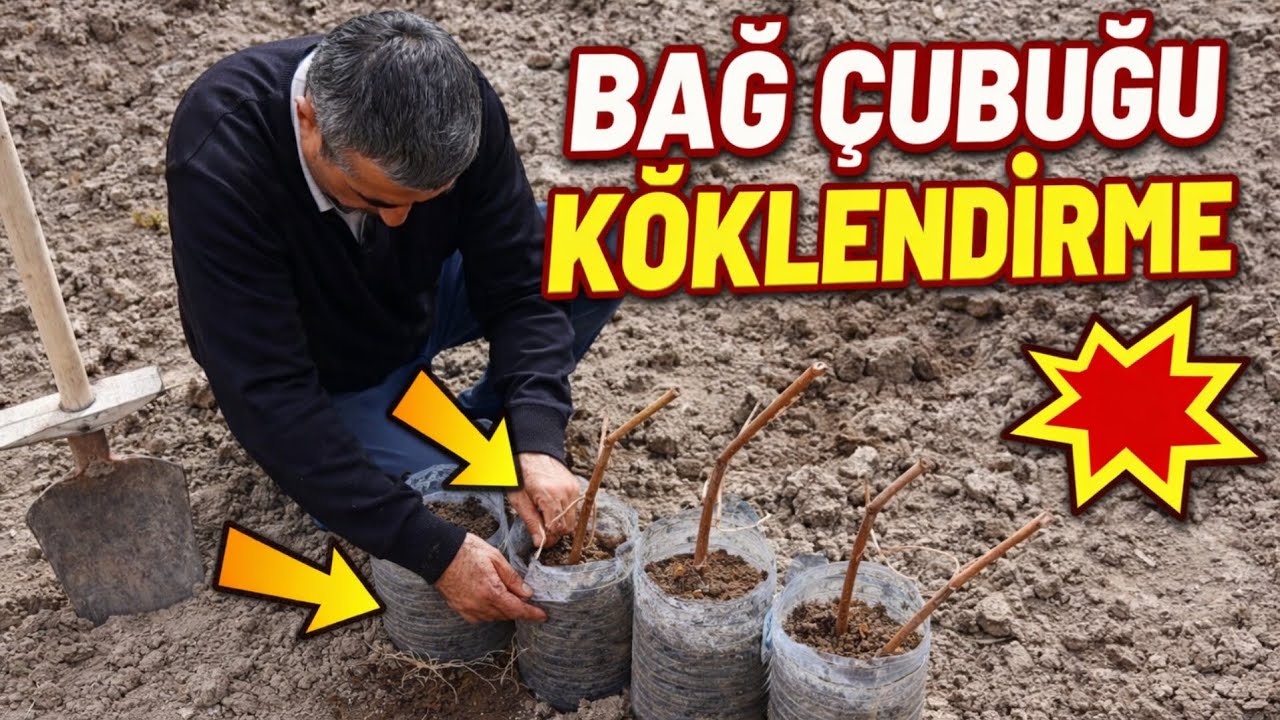 1 Çubuktan 10 Asma! Bağ Çubuğu Köklendirme Yöntemi