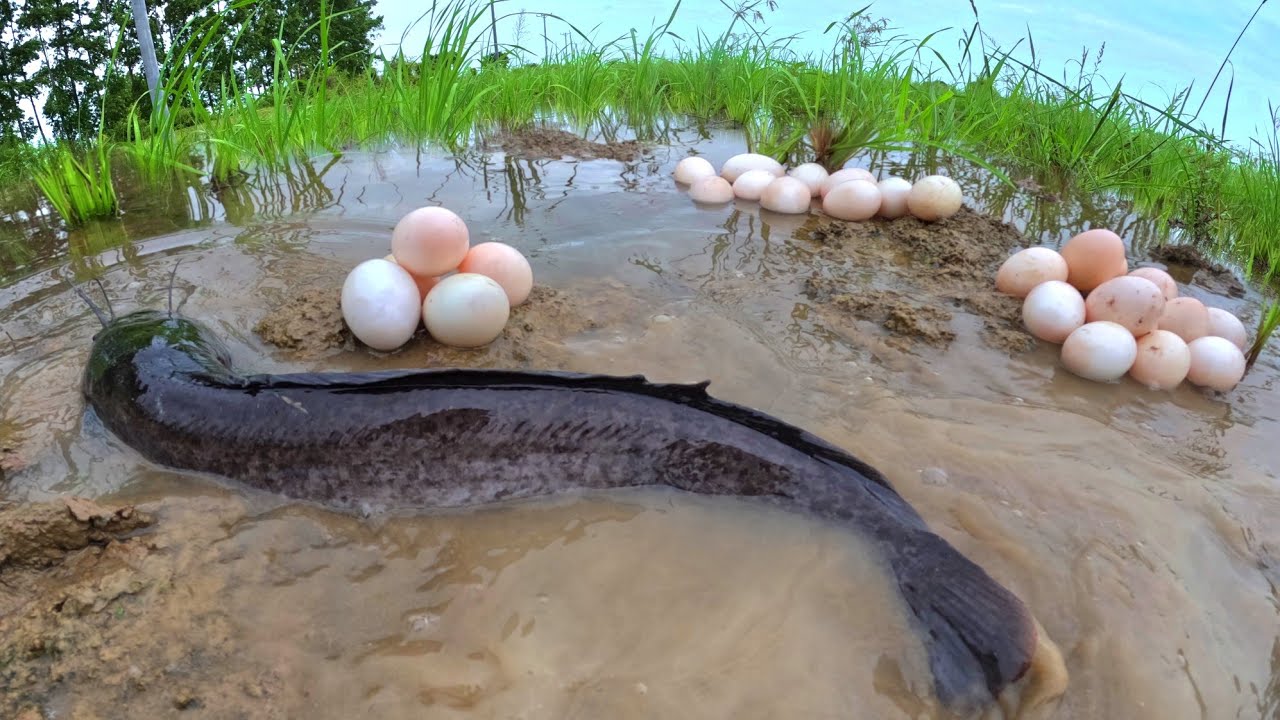Top amazing Fishing, catch a lot of fish and pick duck eggs in rice field