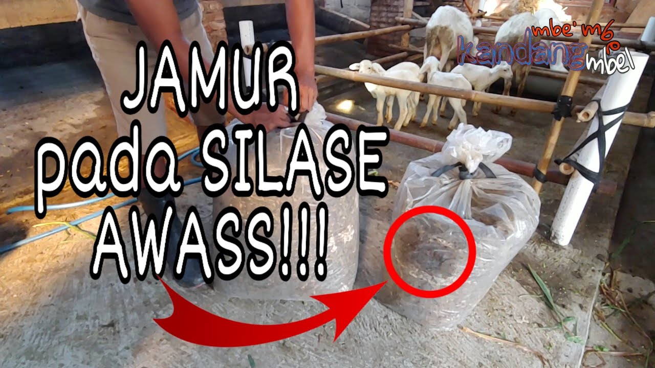 JAMUR pada SILASE.... AWAS !!! HATI HATI....