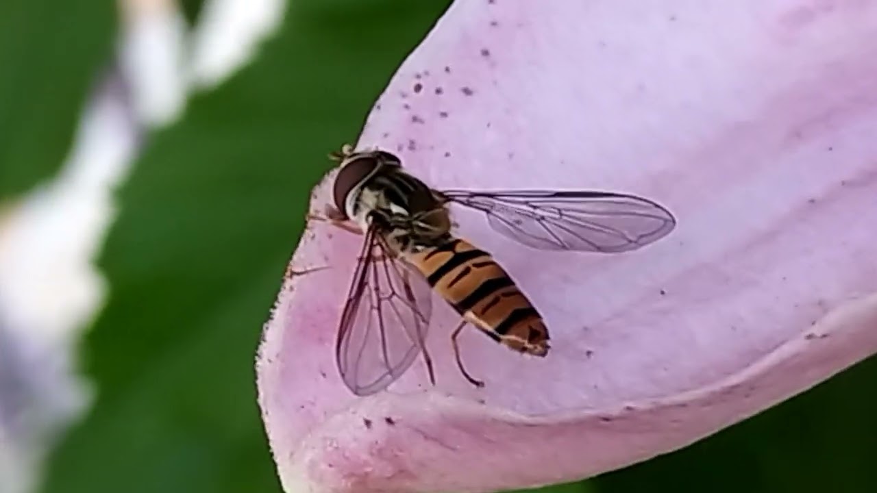 Die Farbe für die Pflanzen und Insekten Welt. Serie 5 Juli