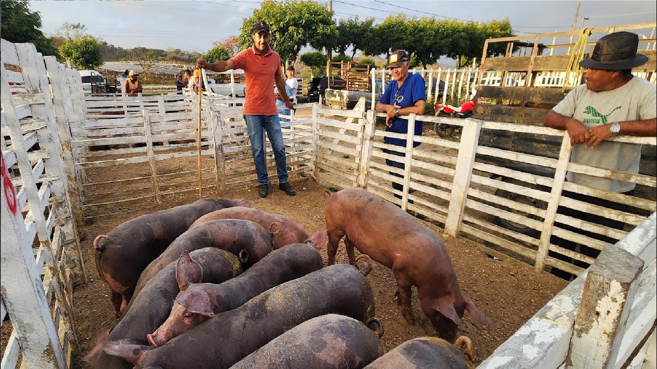 FEIRA DE SUÍNOS EM CUPIRA-PE  31-12-2025 #nordeste