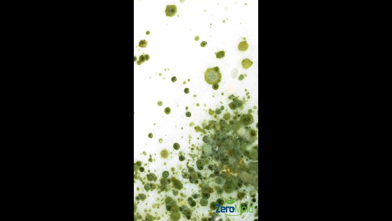 Mold Removal vs. Mold Remediation Whats the Difference?