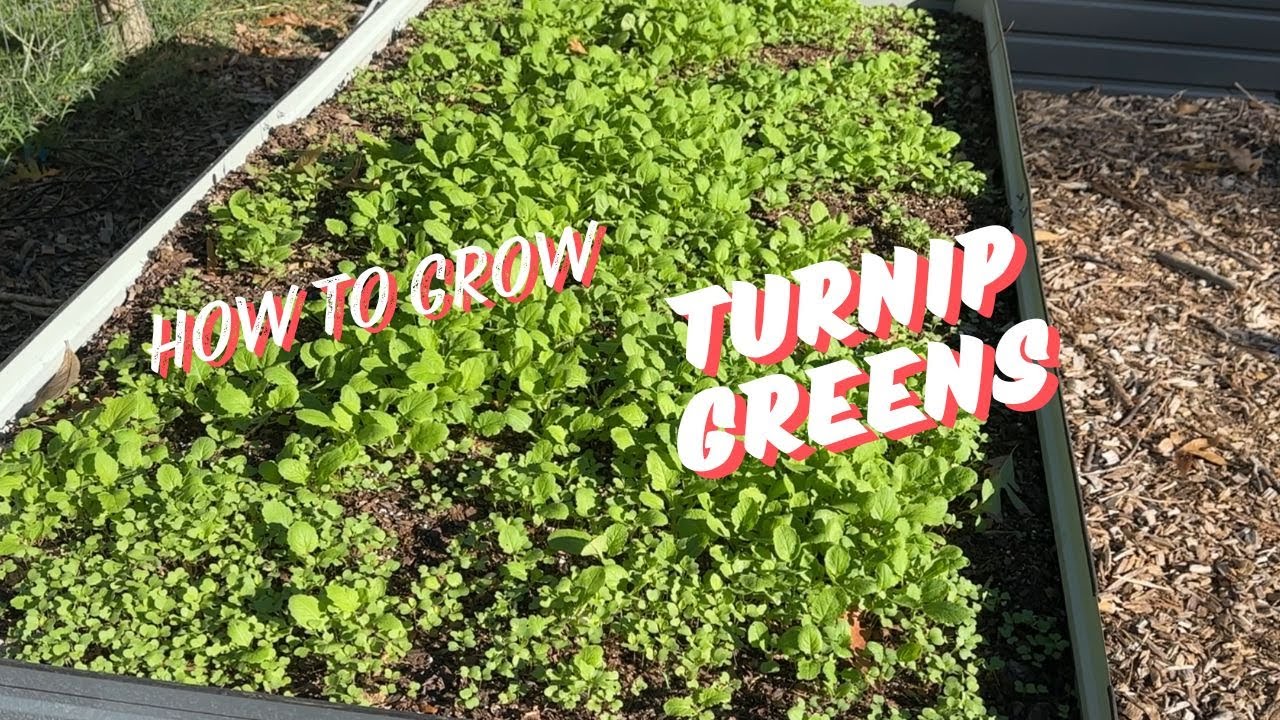 Secrets to Growing Turnip Greens Quickly