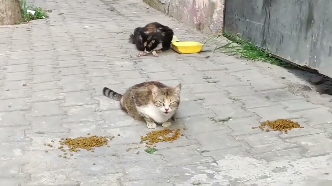❤️‍🔥🥹🙏 #cat #babykids #kitten #cute #animals #sweetestkittens #chat #funny #pets #love 