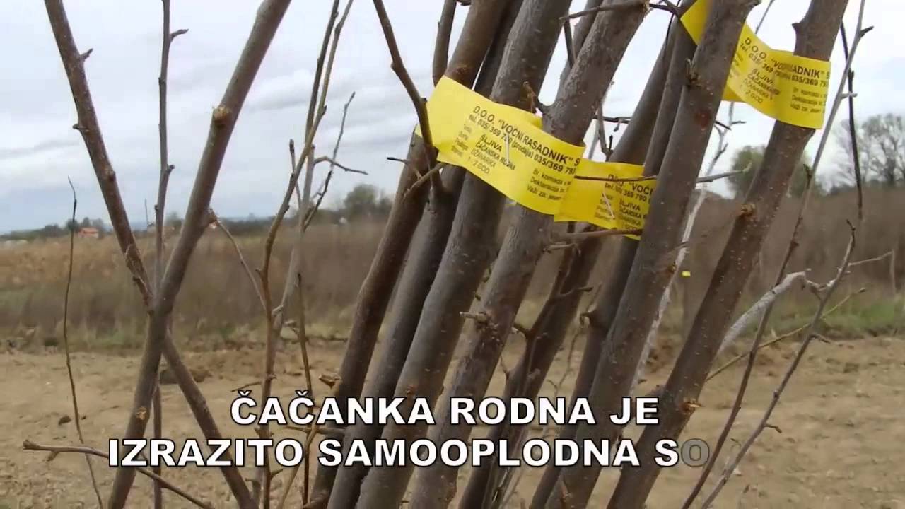 ZASAD ŠLJIVE U DVA I PO MINUTA