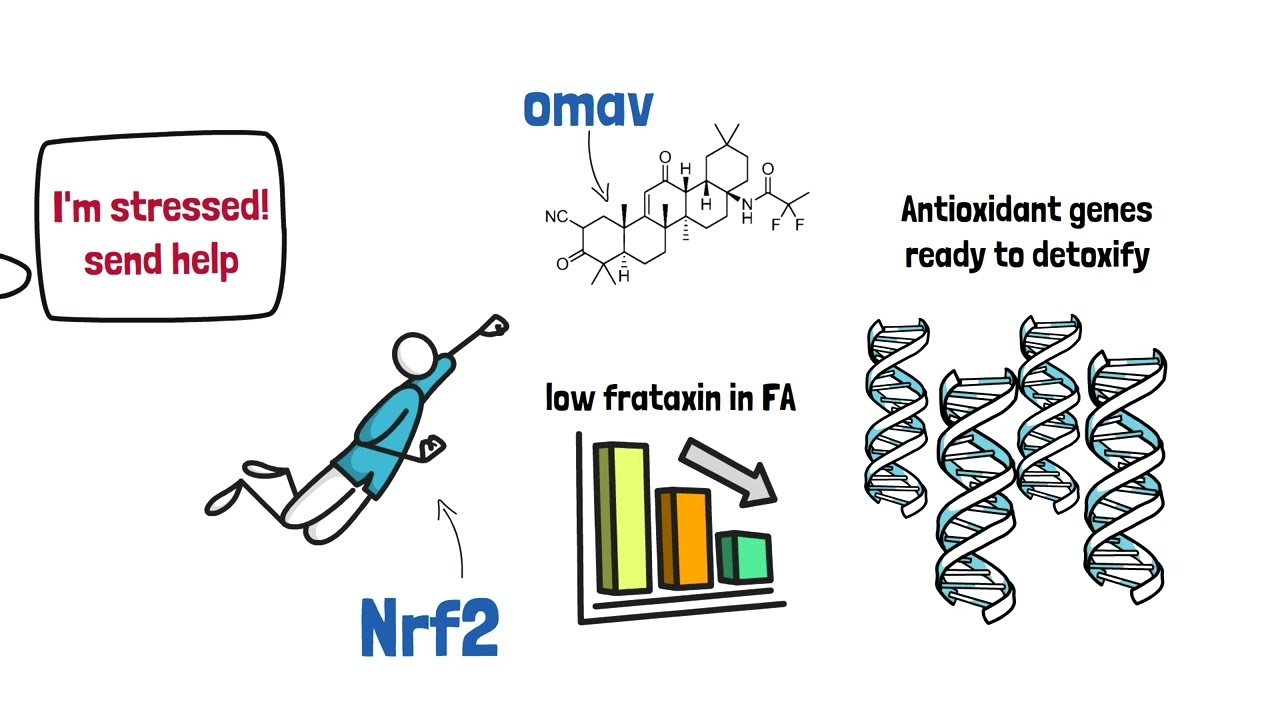 2 Minute Mechanisms: omaveloxolone