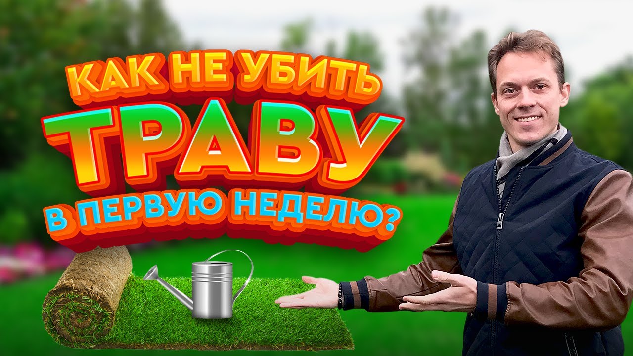 Рулонный газон || Первая неделя после укладки: базовый уход, ошибки, полив, стрижка, подкормка