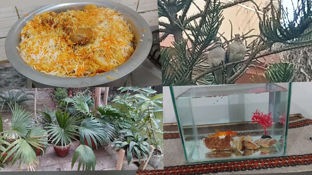 Walk  or special  Biryani  .