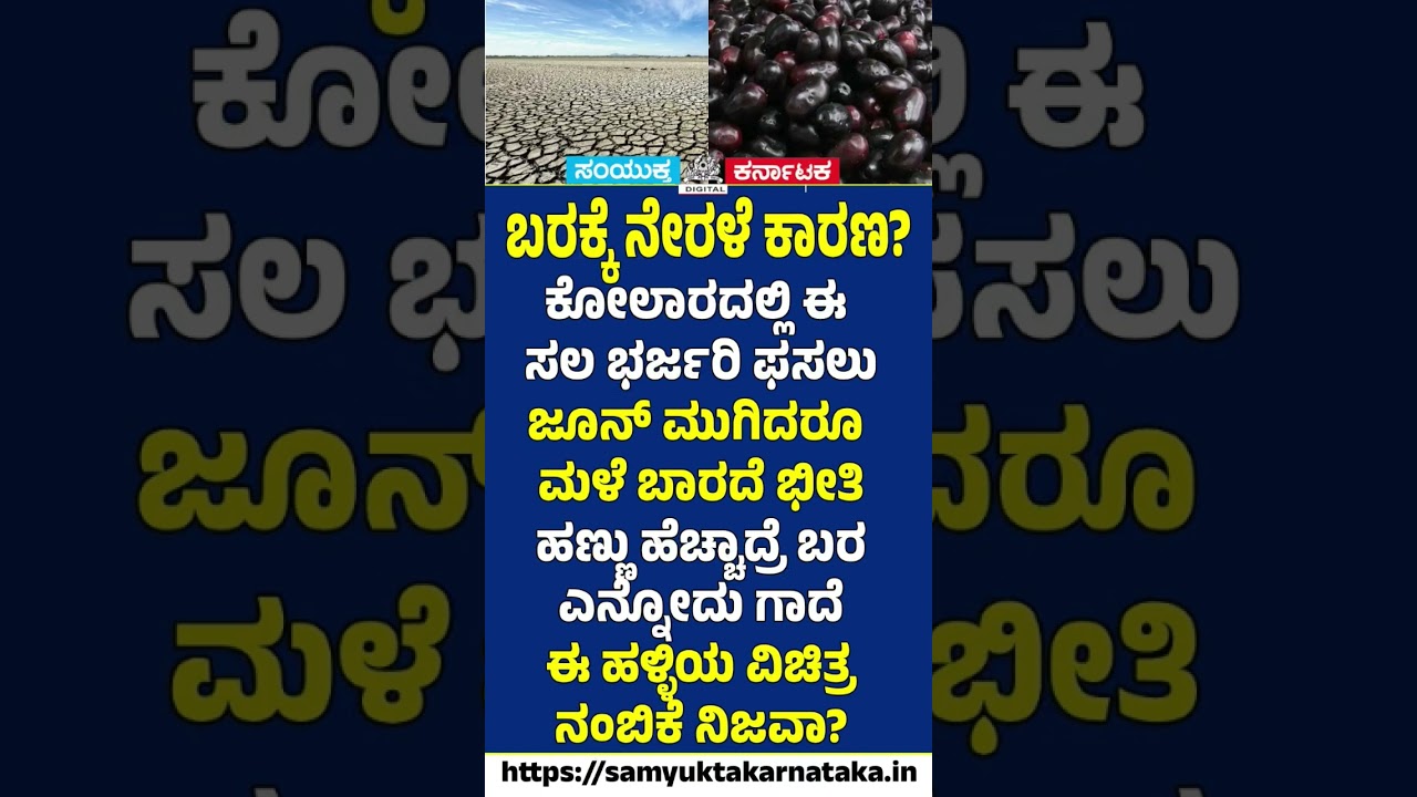 Jamun Harvest Signals Drought?  Kolar's Strange Rain Belief Goes Viral | Samyukta Karnataka #news
