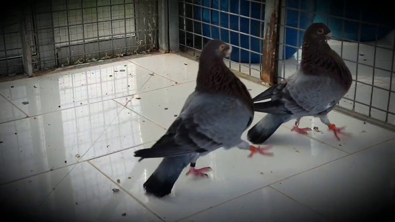 laudinos sevillanos de la Rivera del Agueda
