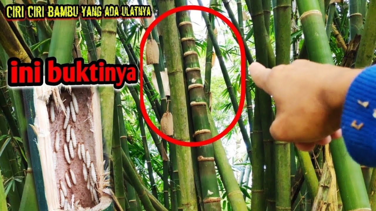 Cara mencari ulat bambu seperti inilah ciri ciri bambu yang ada ulatnya