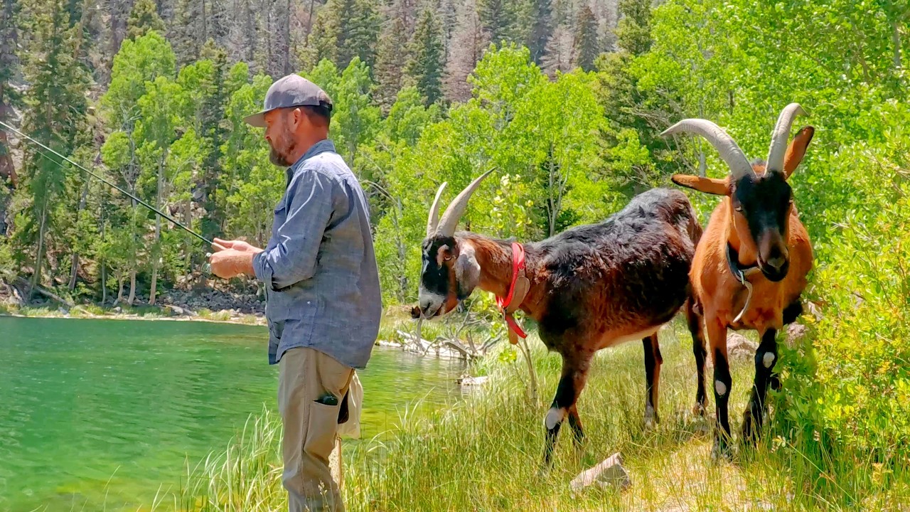 High Mountain Wilderness Lake Camping Adventure with Pack Goats & Dogs Firebox Stove Cooking, Baking