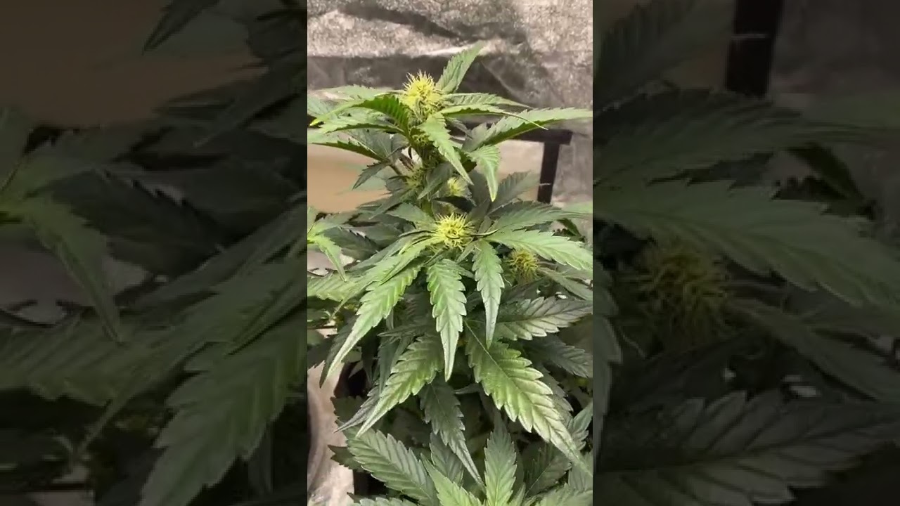 Original Russian Autoflowers by Fast Buds are starting to sugar up! #cannabis #autoflowers #shorts