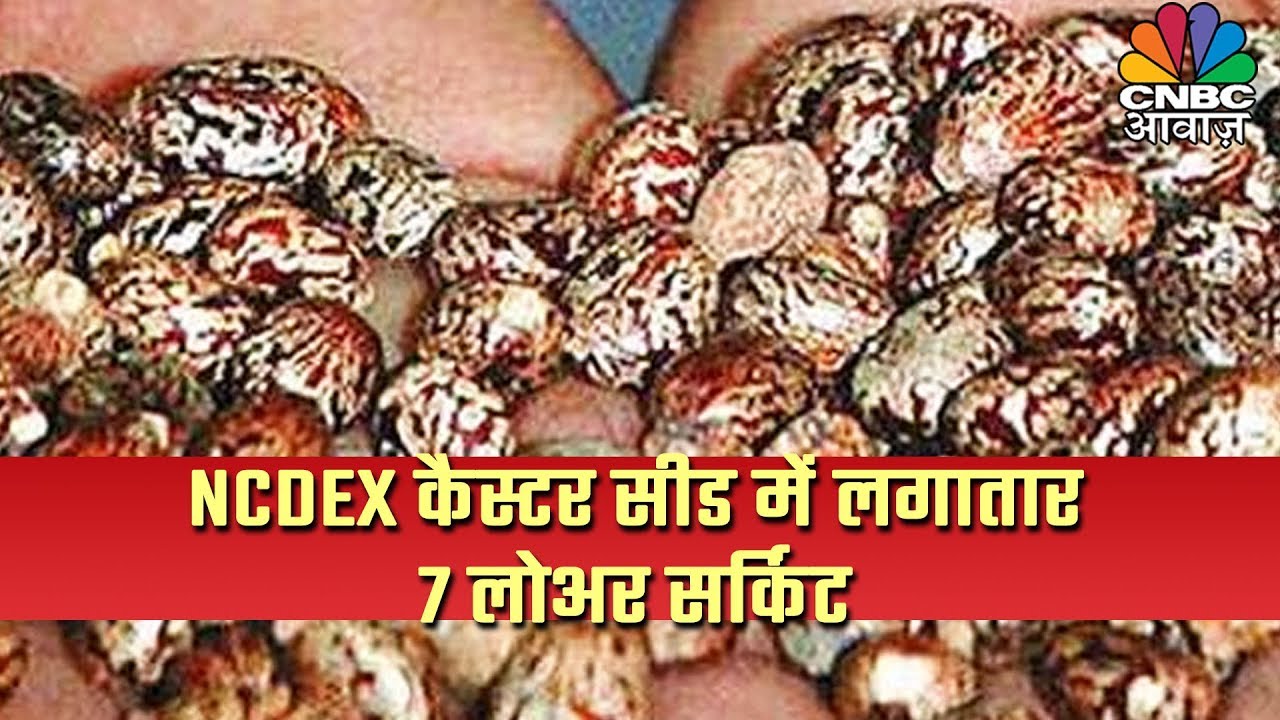 Commodity Outlook: NCDEX कैस्टर सीड में लगातार 7 लोअर सर्किट