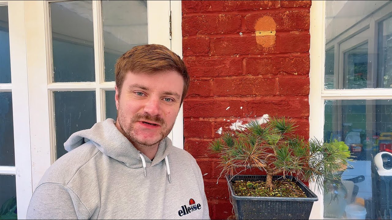 Winter Pruning: Formal Upright Scots Pine Bonsai - 2024