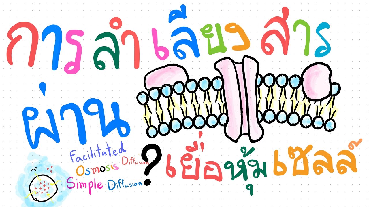 ep.1 สรุป การลำเลียงสารผ่านเยื่อหุ้มเซลล์ แบบ ง่ายสัส ๆ