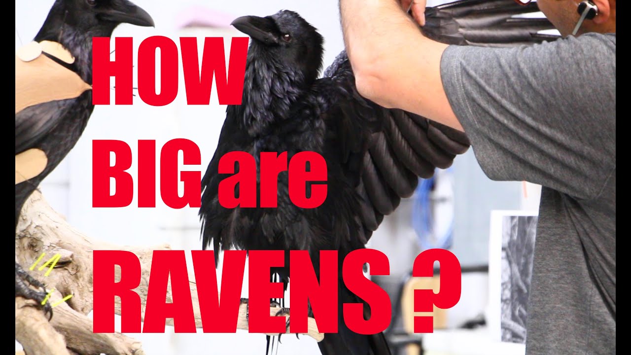 Raven Taxidermy...Two large Ravens . Are they easy to mount?