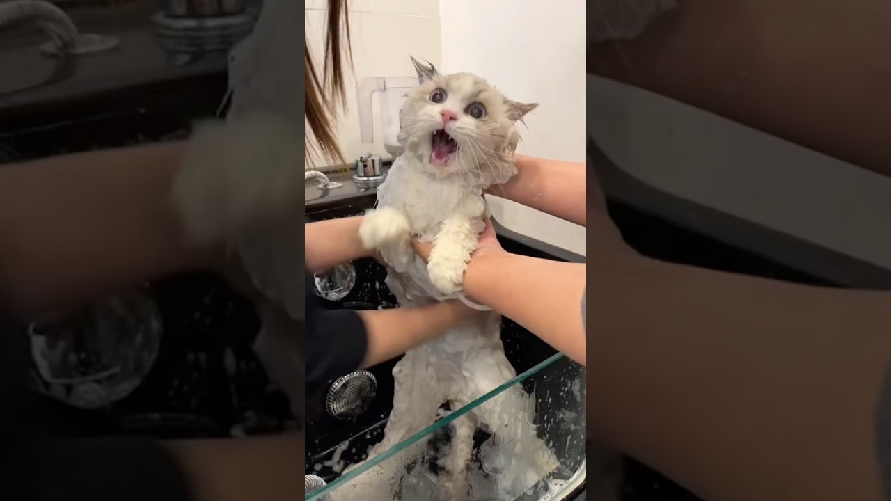 Cats are afraid of baths. 😹🛁