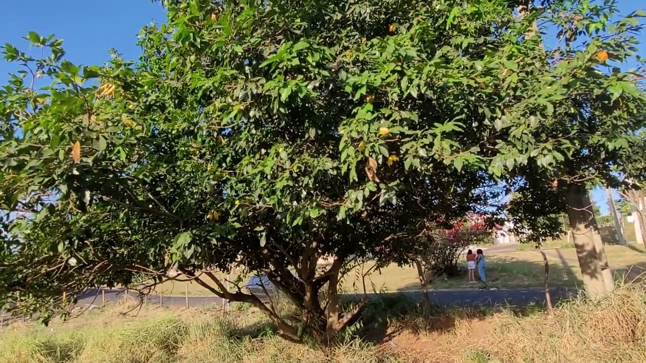 Árvores nativas do Brasil: Ingá, inga liso,inga branco, inga-de-macaco (Inga laurina).