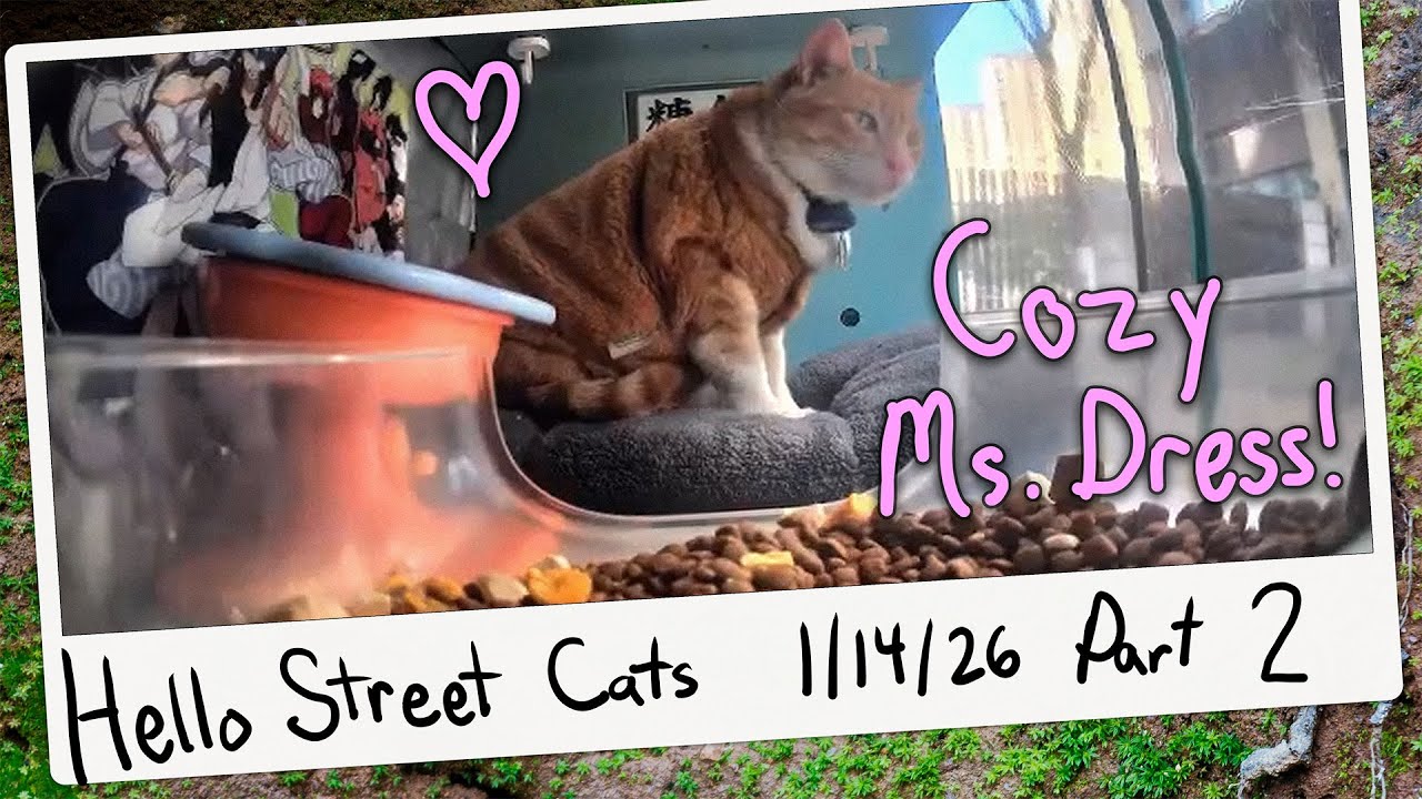 Ms. Dress Readies for a Cozy Nap! 😺💞 Hello Street Cat Archive 1/14/26 Pt 2