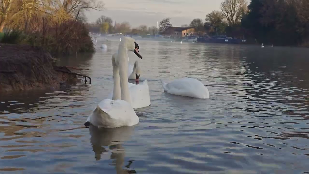 Unwind With Nature (no music) | 16 Minutes of Calm Water & Swans to Reset Your Nervous System