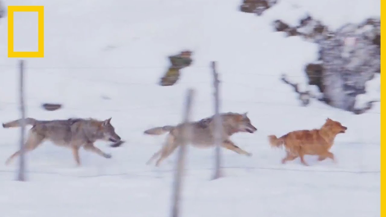 La inusual conducta de una manada de lobos italiana | National Geographic en Espa&ntilde;ol