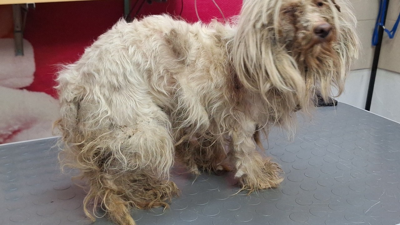 Uncovering The SHOCKING Secret Wound Underneath A NEGLECTED MALTESE's Matted Fur