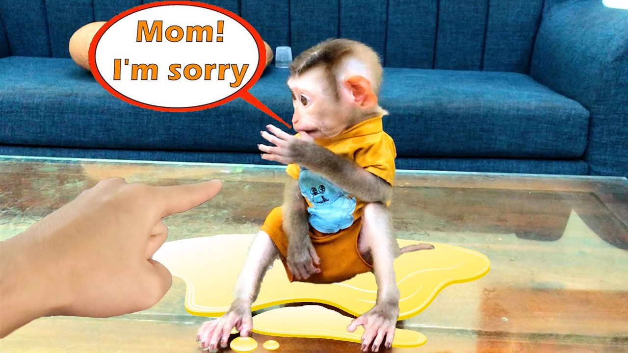 Monkey Bin peed on the table  Angry mother punished the baby monkey