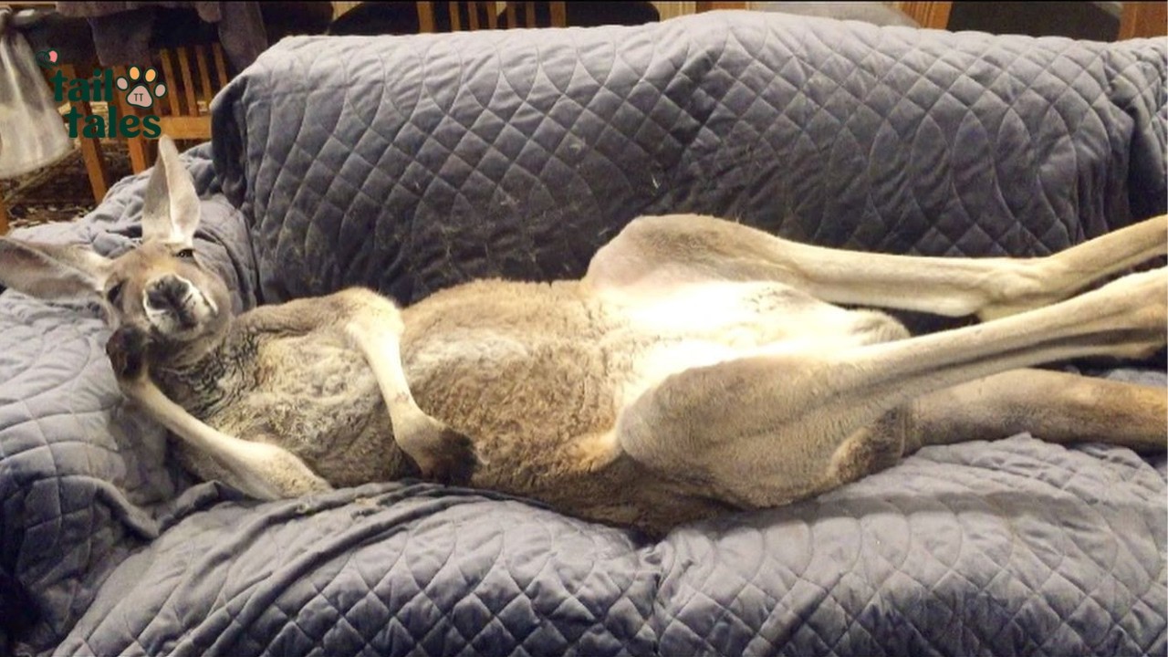 Rufus 🦘 The Couch Kangaroo Who Thinks He’s Human ❤️