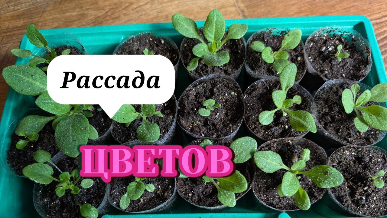 Рассада однолетних цветов 2026