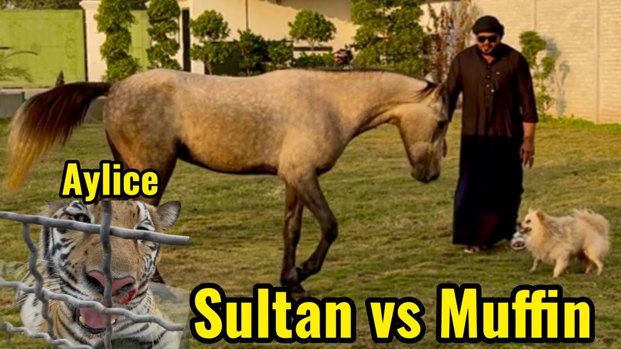 Sultan aur muffin ka muqabla😱Aylice injured 😰(mian saqib)