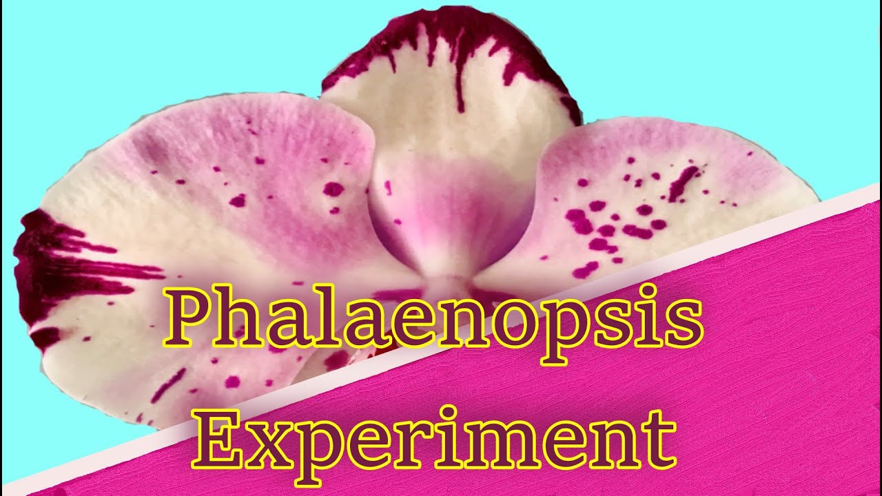 Phalaenopsis umtopfen - ein Experiment