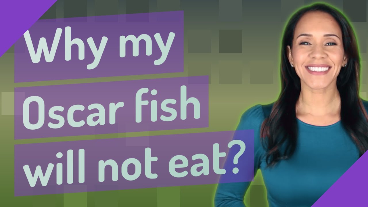 Why my Oscar fish will not eat?