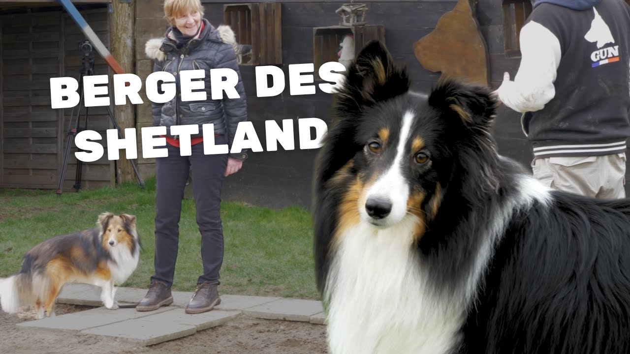 Shetland sans problèmes ? Voici ce que révèle leur comportement !