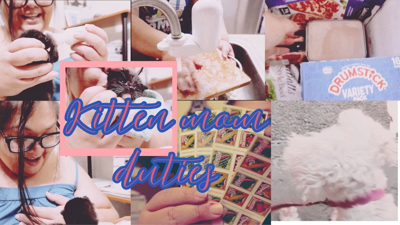 Kitten Mom Feeding Kai, Home Made Cooking, Litter Training
