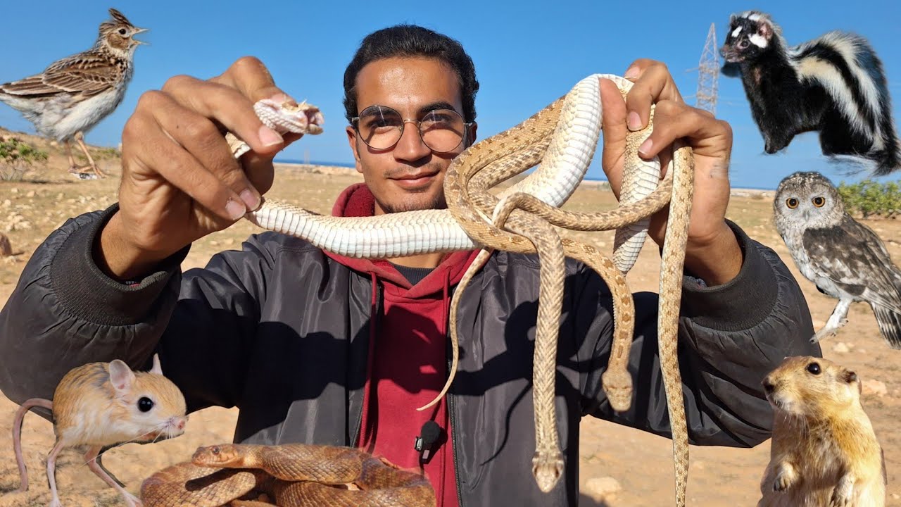 الحياة البرية في السلوم _ الجزء الأول