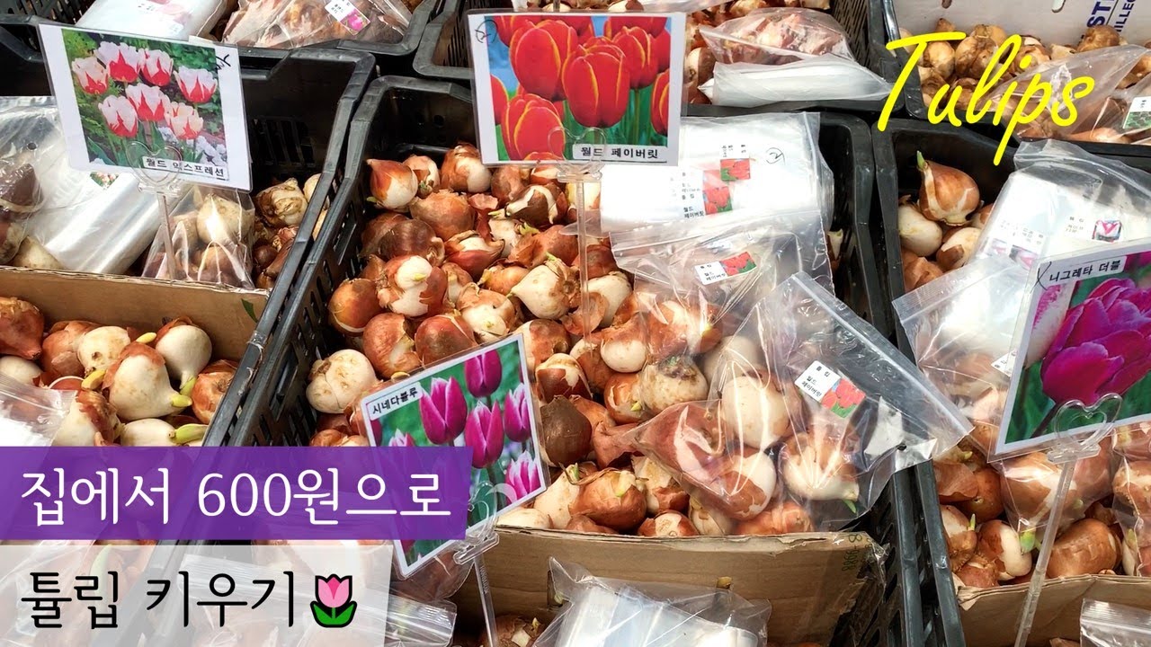 양재꽃시장 구근가게 방문! 사장님이 알려주는 구근 잘 고르는 꿀팁🌷 튤립, 히야신스 키우기