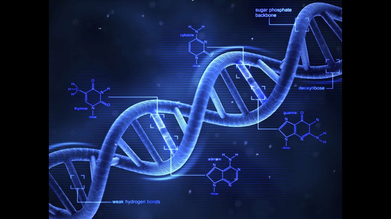 Qué son los ácidos nucleicos (curso de biología molecular)