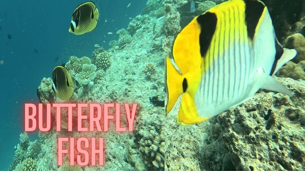 Snorkeling Bandos Maldives House Reef 🐠 Stunning Butterflyfish & Coral Garden