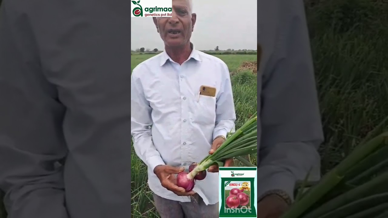 Agrimaa seeds onion BINDU-4 contact 9963934488#onion #og #tsfarmers #apfarmers #india #indian former