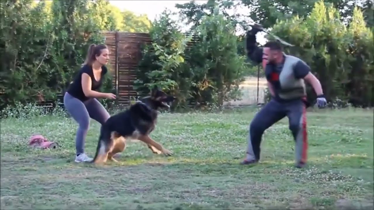 German Shepherd serious bite work training.