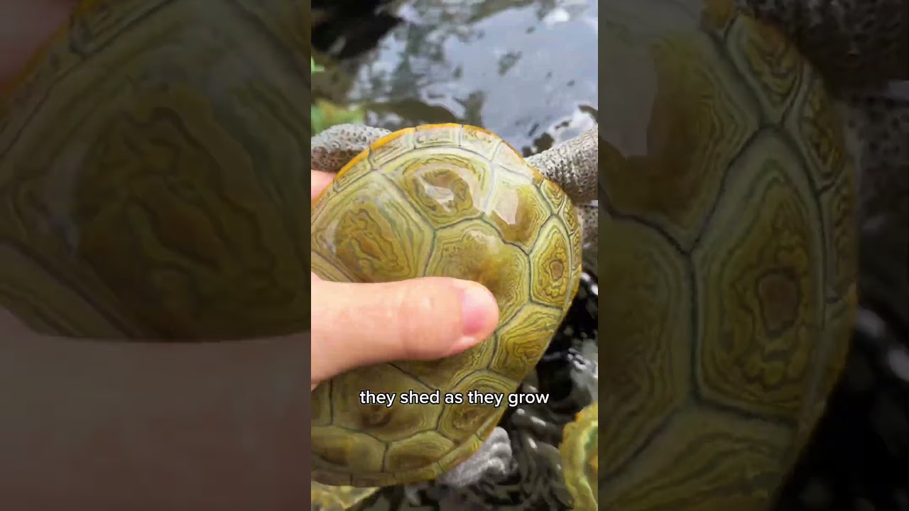 Ever Seen A TURTLE SHELL FALL APART? 😱😭🐢 