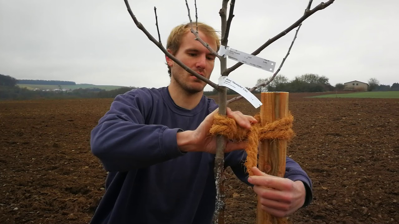 Baum anbinden