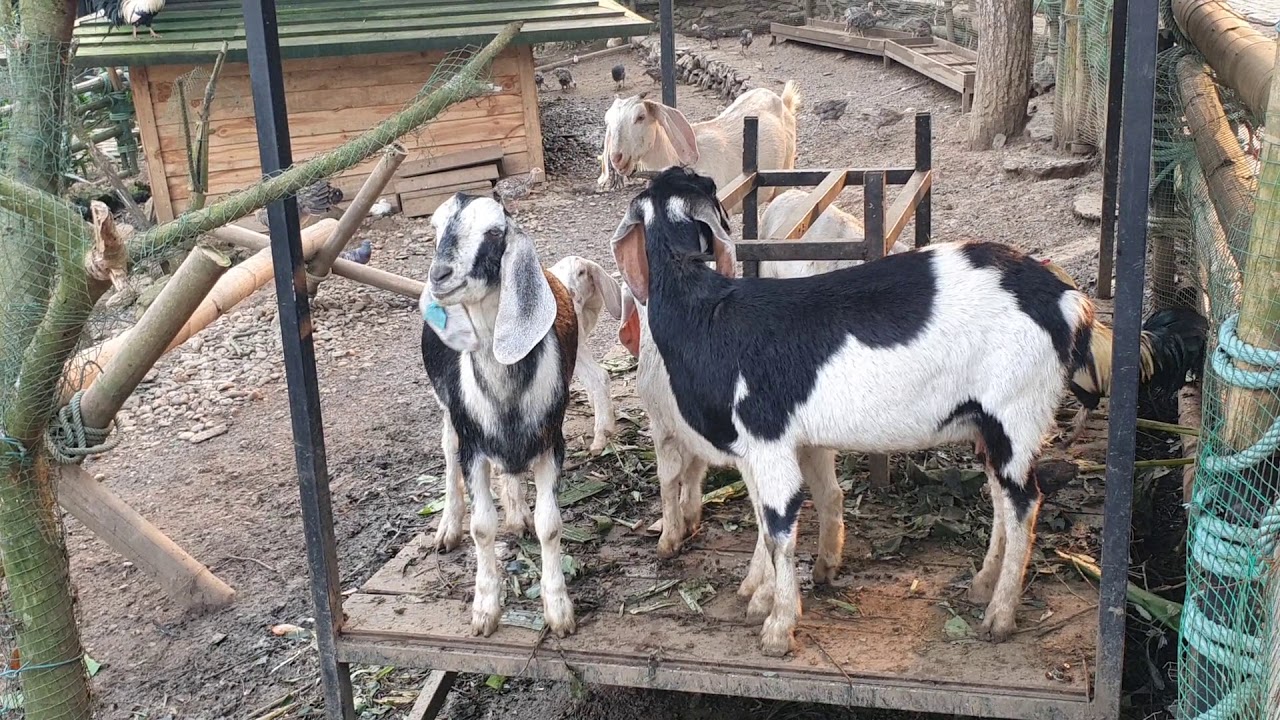 Tiếng Dê Kêu Be Be 2021 | Goat | Con Dê  | Đàn Dê Ăn Cỏ 2021