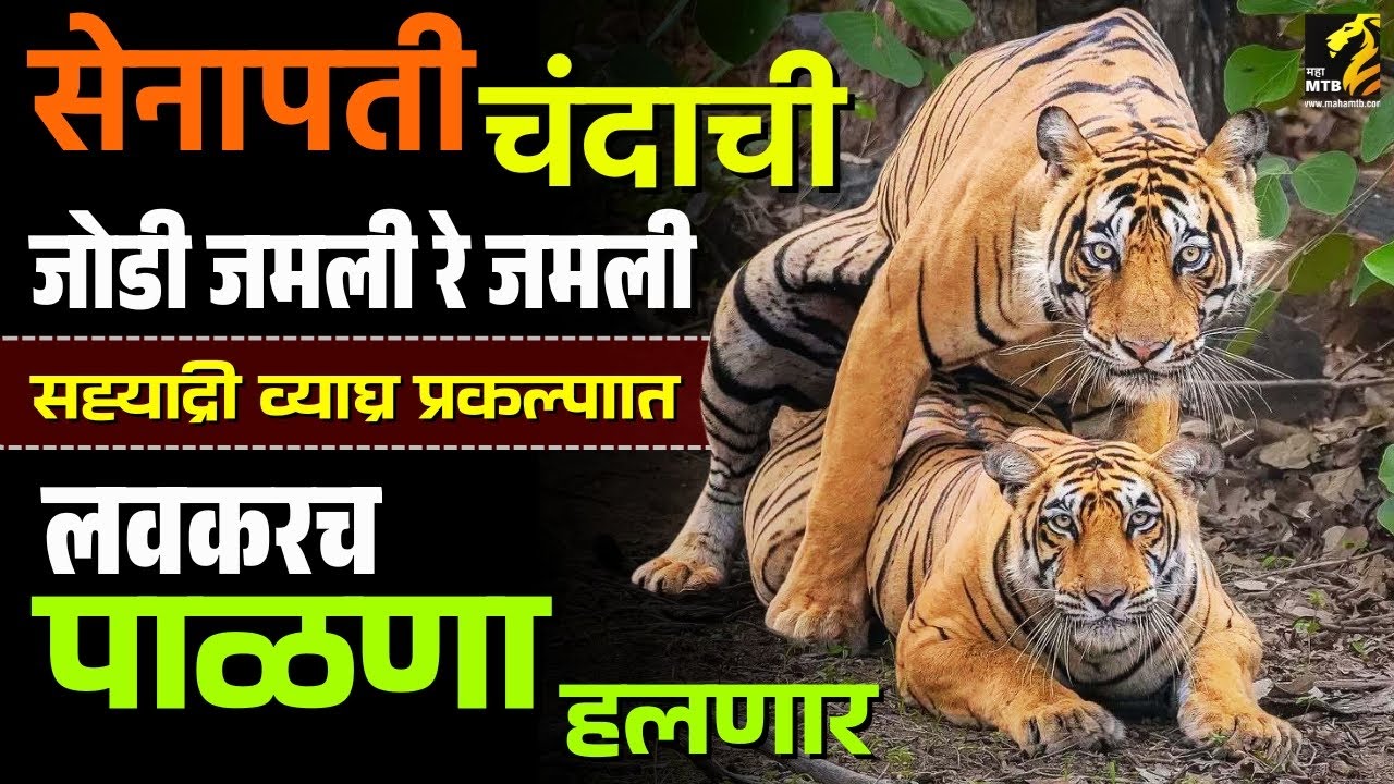 सह्याद्रीत लवकरच पाळणा हलणार | Sahyadri tiger | Maha MTB