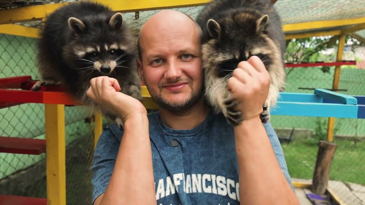 🦝Як живуть ручні єноти, чим харчуються та як з ними подружитися? | Події 48 Серія | Терра